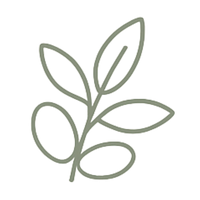 Simple line drawing of an olive branch on a white background