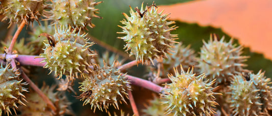 Introducing Castor-Oil Bristles