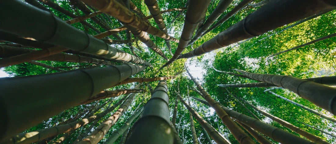 Why Bamboo Toothbrushes Are Better