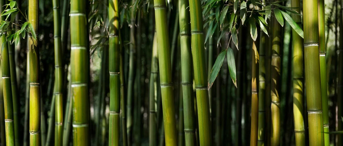 Bamboo Can Grow Up to 3 Feet in a Single Day