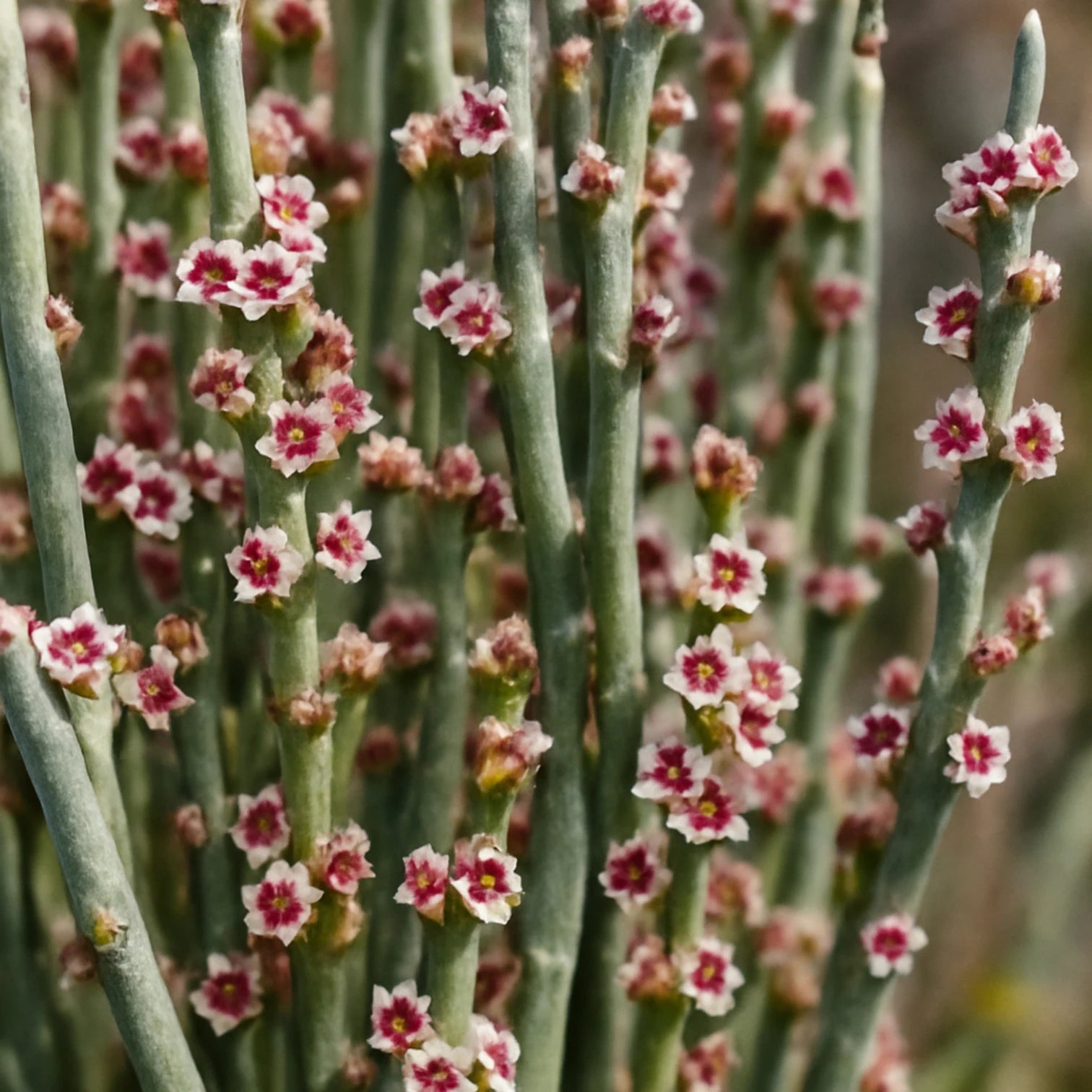 Close-up macro image of Candelilla plant