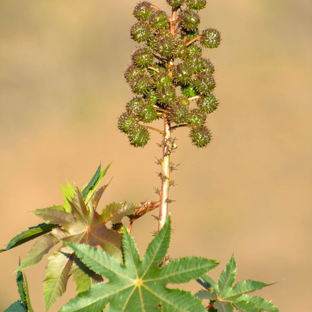 Close-up of castor bean with a blurred background