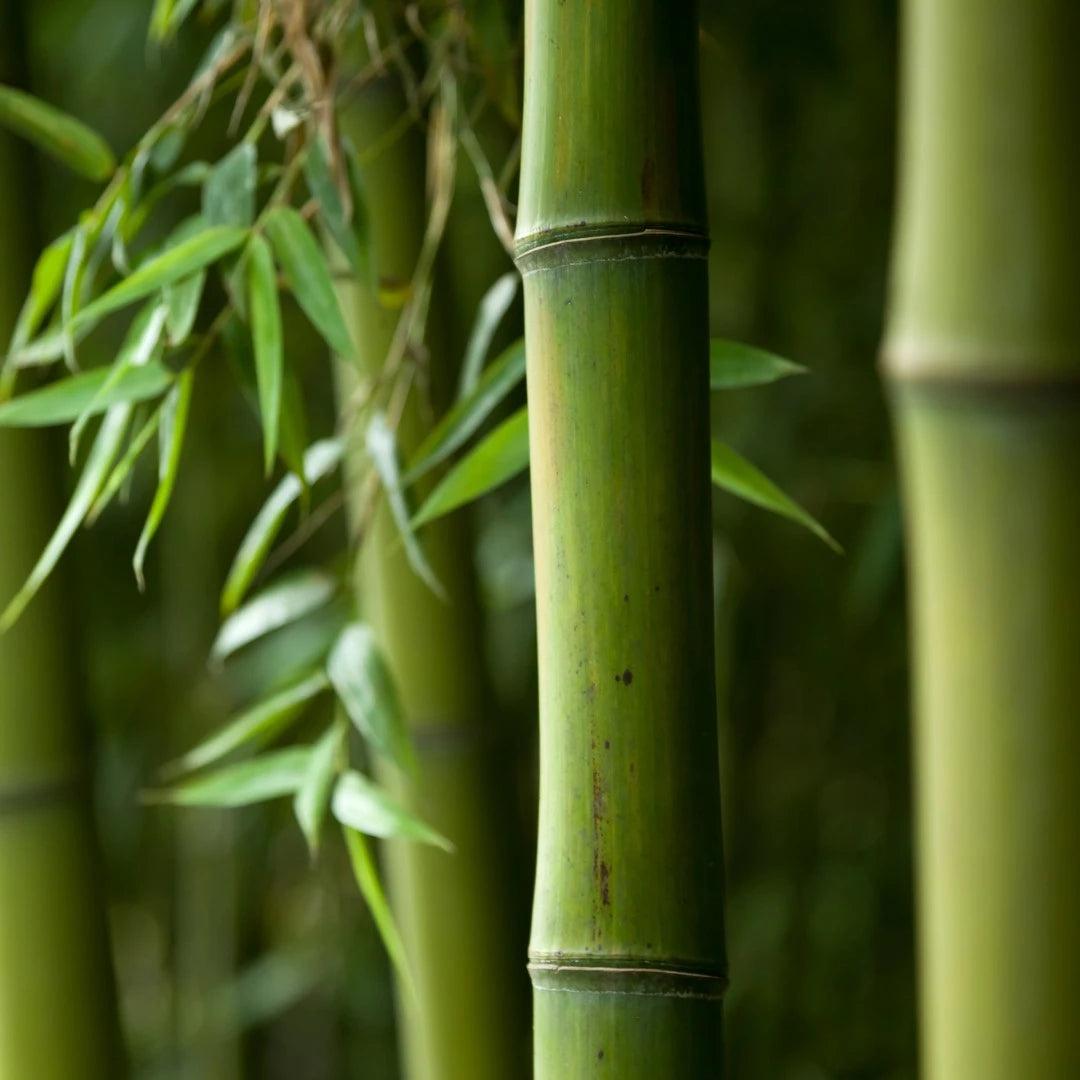 Bamboo fibre ingredient in Crescent Nest Bamboo Charcoal Dental Floss – strong, sustainable and plant-based.
