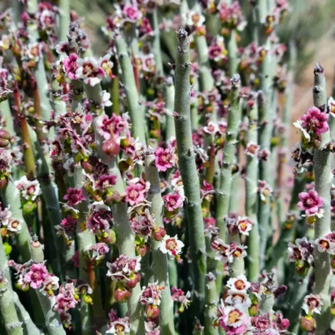 Candelilla wax ingredient used to coat Crescent Nest Dental Floss – vegan and eco‑friendly.