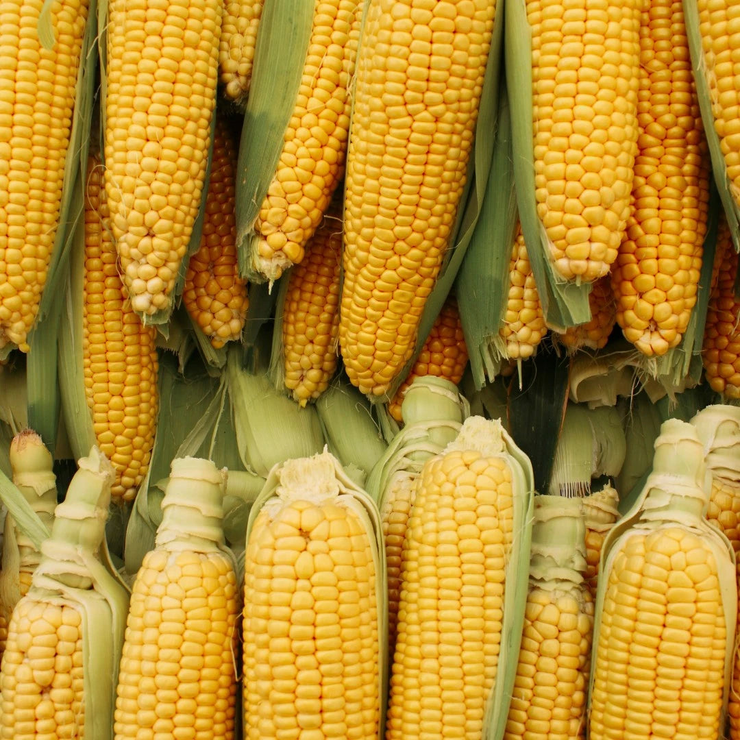 Corn fibre ingredient used in Crescent Nest Corn Dental Floss – a plant-based  material.