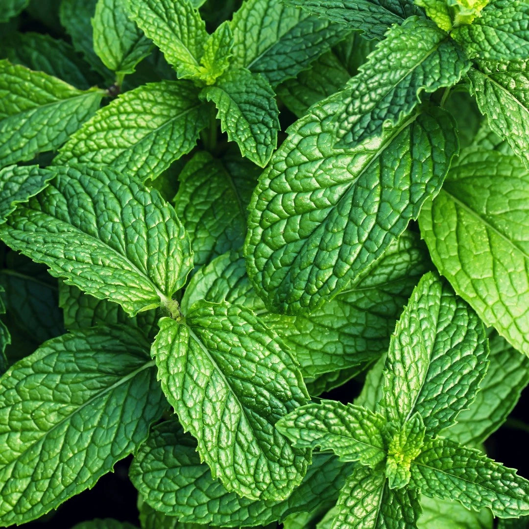 Mint ingredient in Crescent Nest Dental Floss – adds a refreshing, natural flavour.